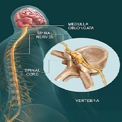 Spinal Kord Yaralanmaları